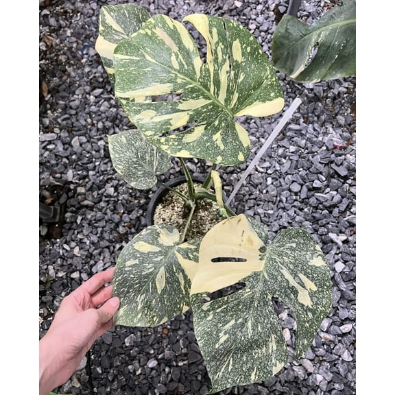 (UG-09)Root in moss 4-6+ leaves- Monstera Delisiosa 'Thai Constellation' Variegated Rare Plant- Get Similar to the picture