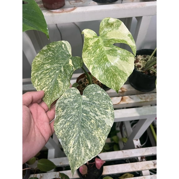 (UG-13)Root in moss 3-4 leaves- Monstera Delisiosa 'Legacy' Variegated Rare Plant 1 feet tall