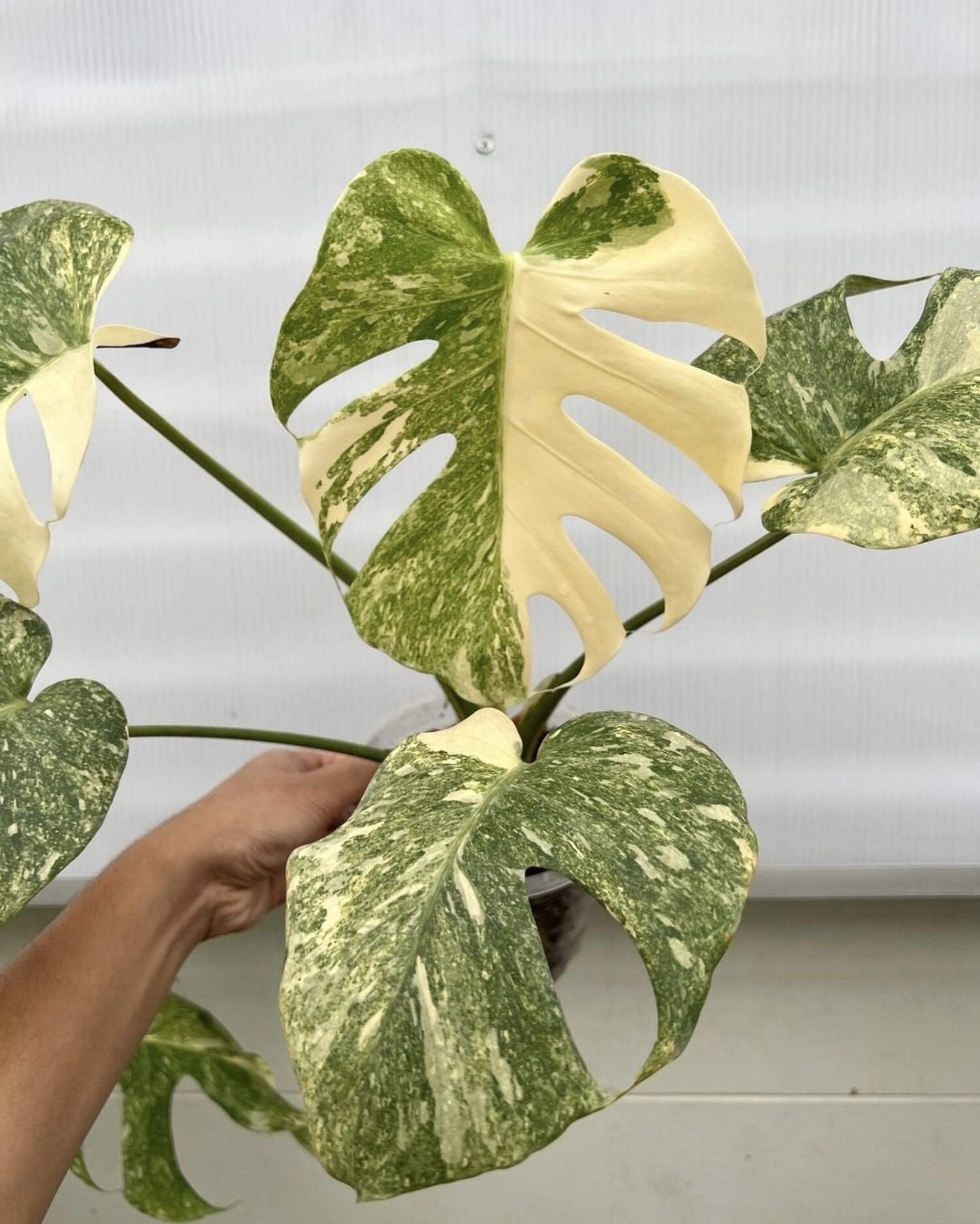 Amazon.com: 4 monstera speckled tie constellation monstera