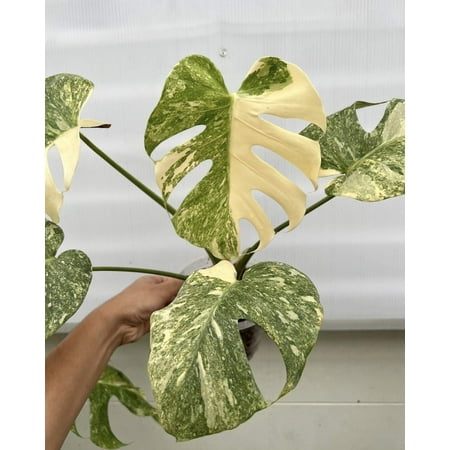 (UG-14)Root in moss 4+ leaves- Monstera Delisiosa 'Platinum' Variegated Rare Plant- Get Similar to the picture