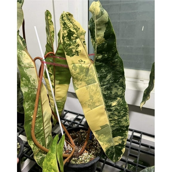 (UG-27)Root in moss 4 leaves, Full Plant - Philodendron Billietia Variegated Rare Plant- Get Similar to the picture