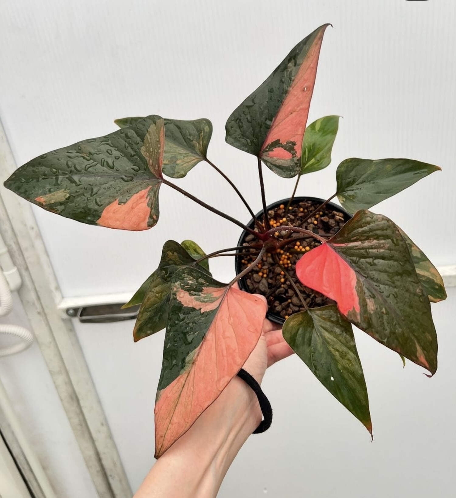 Homalomena Pink Diamond Variegated Rare Plant