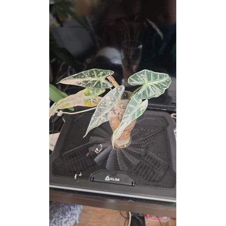 (UG-58)Root in moss 4+ leaves - Alocasia 'Bambino' Variegated Rare Plant- Get Similar to the picture