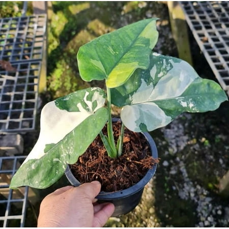 (UG-64)Root in moss 4+ leaves - Syngonium 'Chiapense' Variegated Rare Plant- Get Similar to the picture