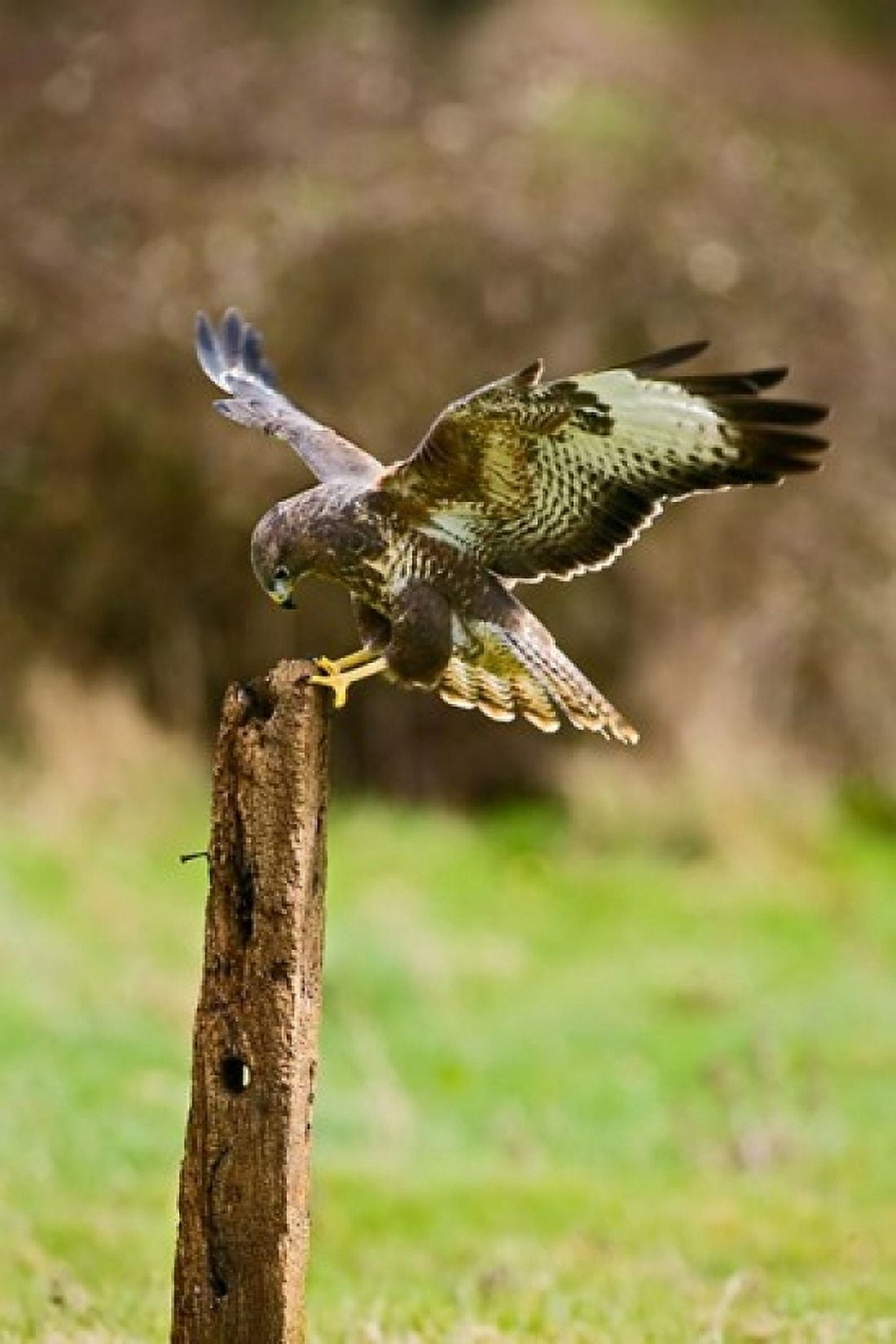 UK Common Buzzard bird on wooden post Canvas Art - David Slater DanitaDelimont (11 x 17)
