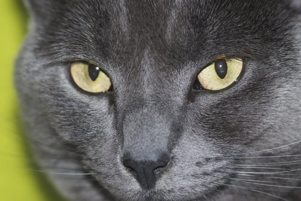 UK England Blackheath London face close up Russian Blue cat Canvas Art - Teresa Arvalo Design Pics (36 x 24)