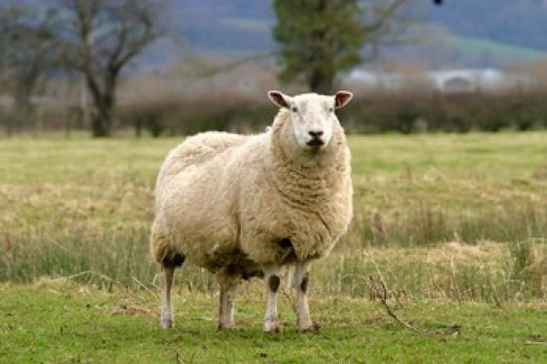 UK England Cotswold Sheep farm animal Canvas Art - David Slater DanitaDelimont (17 x 11)