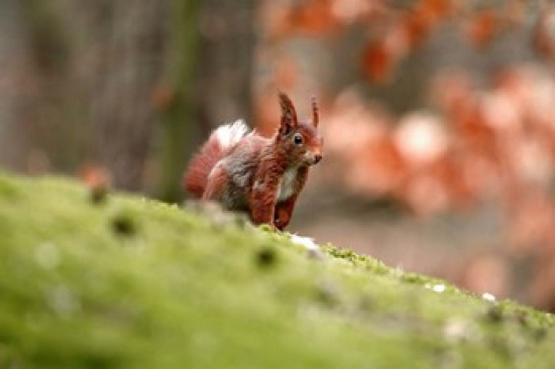UK England Red Squirrel Canvas Art - David Slater DanitaDelimont (34 x 23)
