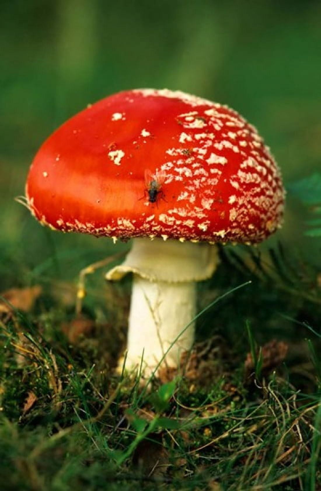 UK Fly Agaric mushroom fungi Canvas Art - David Slater DanitaDelimont (24 x 36)