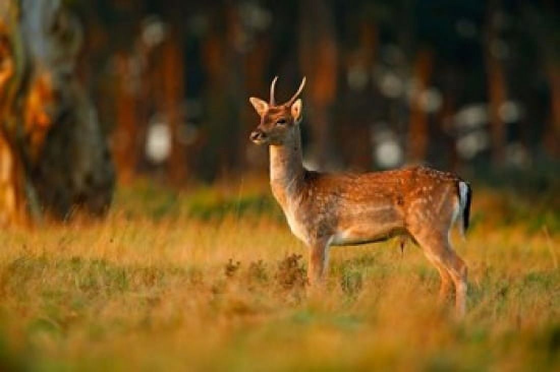 UK Forest of Dean Fallow Deer Canvas Art - David Slater DanitaDelimont (17 x 11)