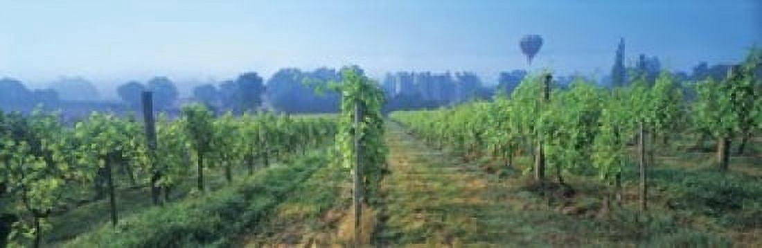 UK Great Britain Sussex Vineyard and hot air balloon Canvas Art - Panoramic Images (18 x 6)