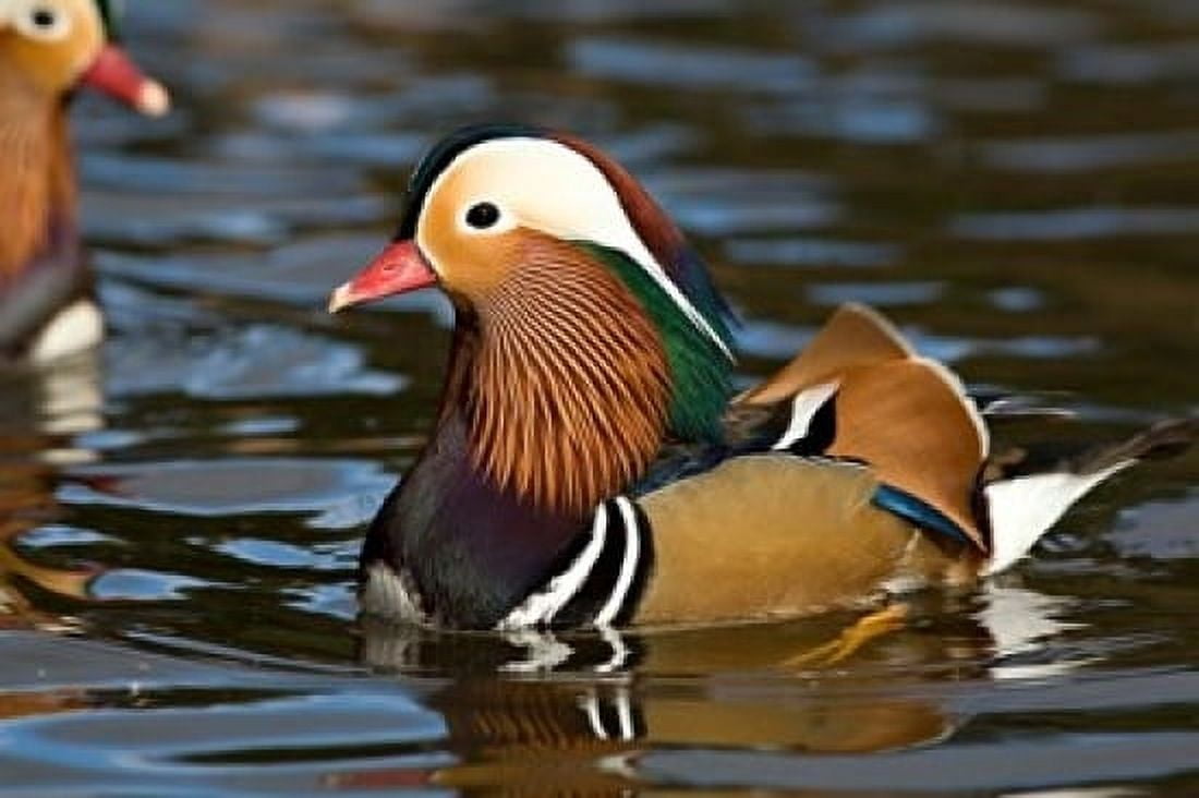 UK Mandarin Duck wildlife Canvas Art - David Slater DanitaDelimont (17 x 11)