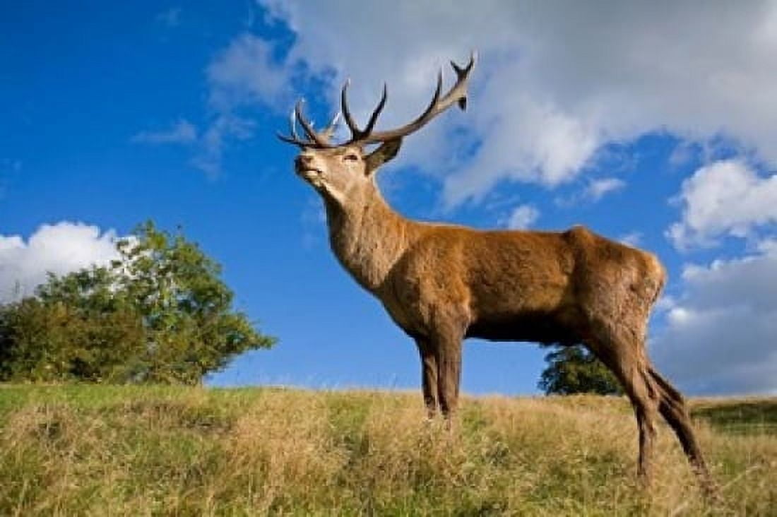 UK Red Deer in countryside Canvas Art - David Slater DanitaDelimont (17 x 11)