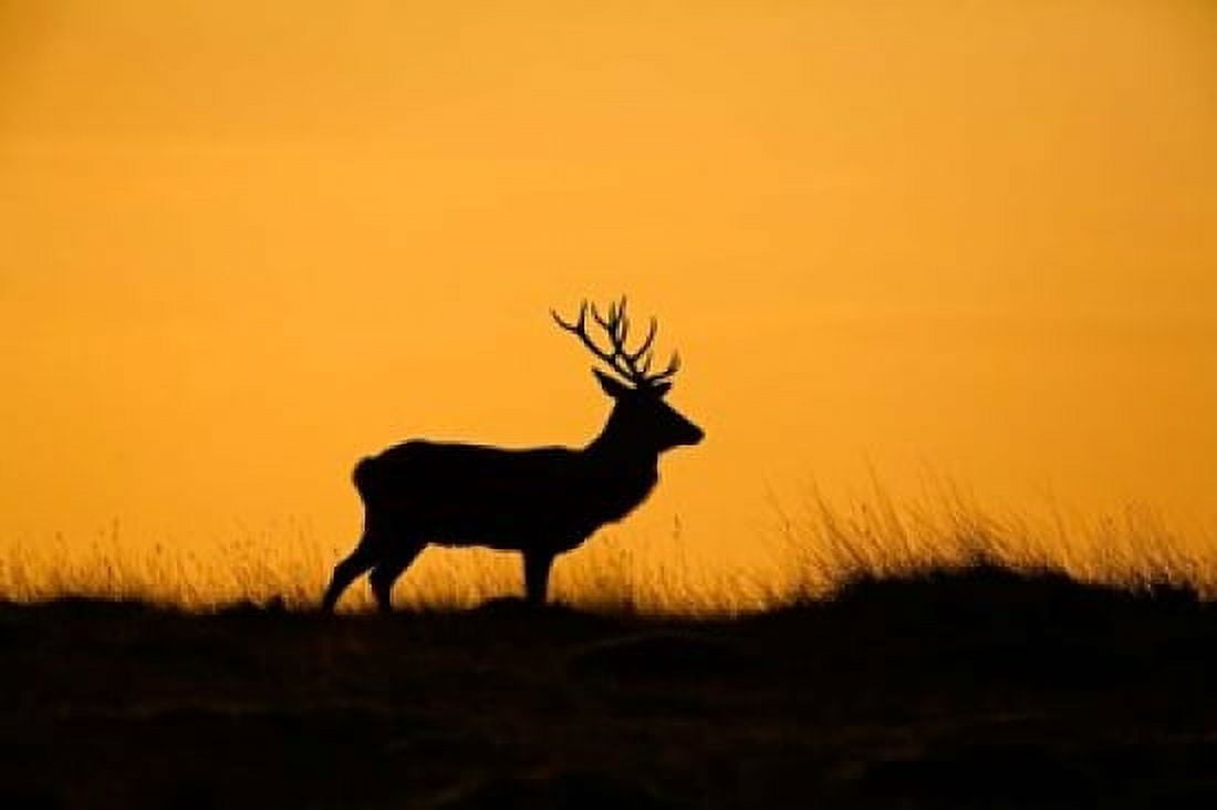 UK Red Deer stag at dawn Canvas Art - David Slater DanitaDelimont (34 x 23)