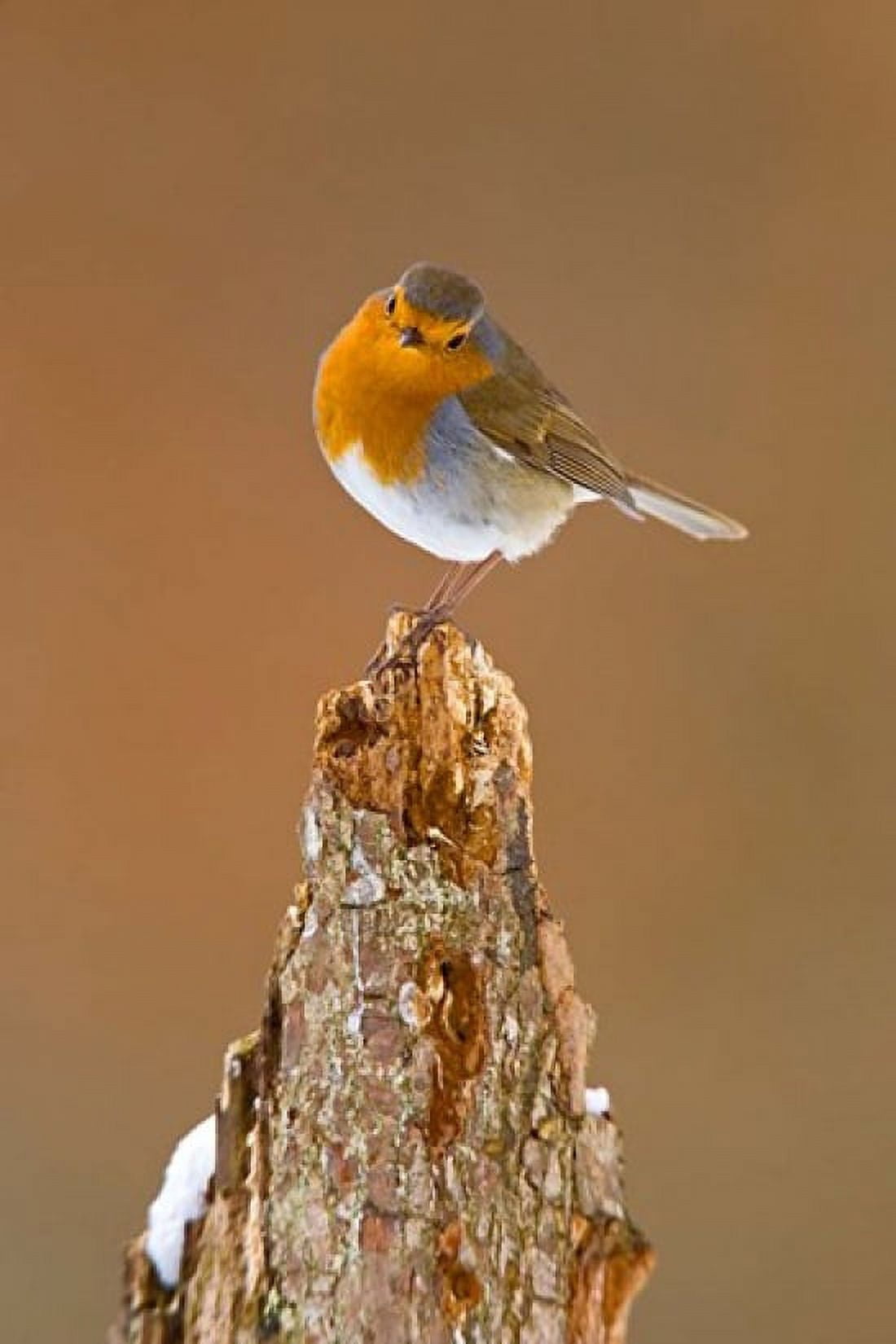 UK Robin bird on tree stump Winter Canvas Art - David Slater DanitaDelimont (23 x 34)