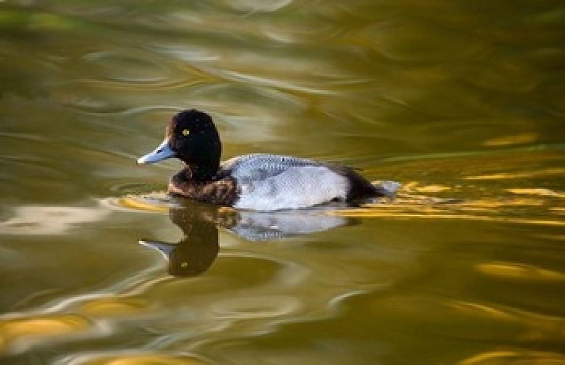 UK Tufted Duck on pond reflecting Fall colors Canvas Art - David Slater DanitaDelimont (17 x 11)