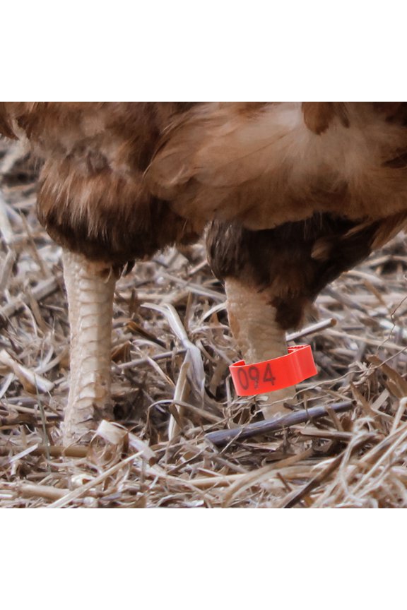 200Pcs Chicken Tags for Legs Assorted Color Plastic Durable Identification Rings for Poultry