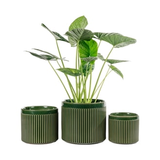 plant with white pot Distressed White-Gold Ceramic Floor Planter Large by Galore Home