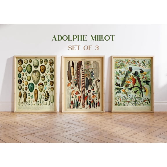 UNFFRAMED Adolphe Millot Posters, Vintage Ornithology Art, Set Of 3 Set 3 Prints 20x30