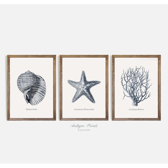 UNFFRAMED Antique Seashell Sketch Art, Vintage Seashell Drawing, Coastal Gallery Wall Seteashell Set Posters, Beach Cottage Decor Set 3 Prints 20x30