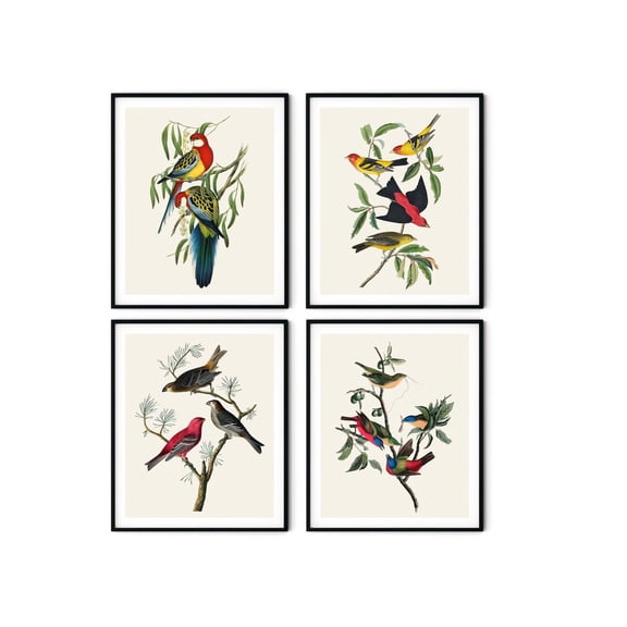 UNFFRAMED Audubon Birds Print Set, Vintage Natural History Art () Set 4 Prints 20x30