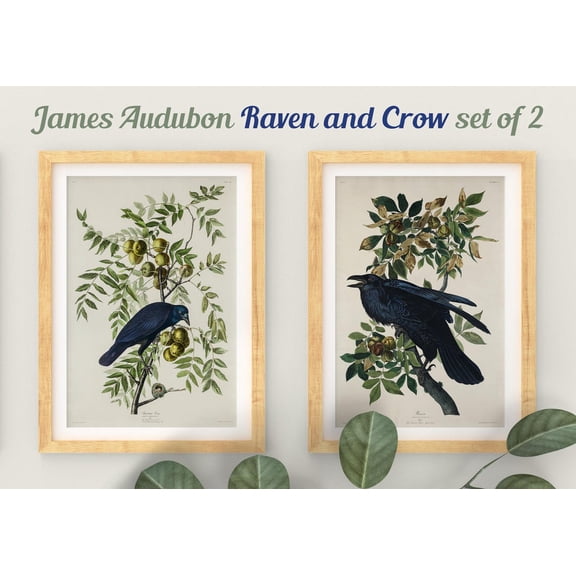 UNFFRAMED Audubon Raven And Crow Print Set, Audubon Birds Print Set, Botanical Prints, Bird Prints, Audubon Bird Prints, Farmhouse Art, Crow Prints Set 2 Prints 8x12