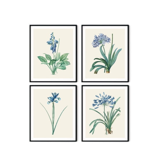 UNFFRAMED Blue Flower Botanical Print, Vintage Redoute Art, Kitchen Decor Set 4 Prints 8x12