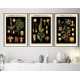 thumbnail image 1 of UNFFRAMED Botanical Posters Set Of 3 German Botanical Prints On Black Background, Modern Wall Decor Set 3 Prints 20x30, 1 of 3