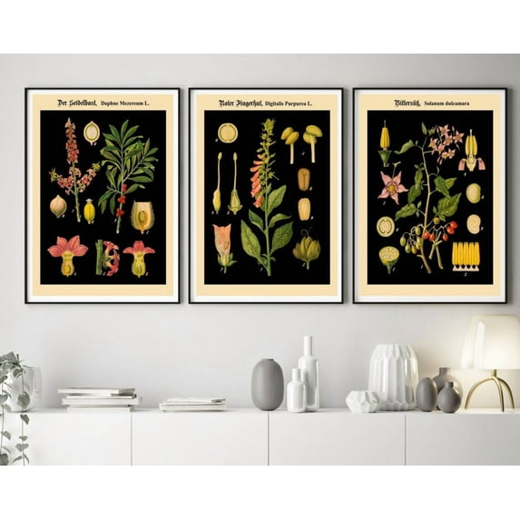 UNFFRAMED Botanical Posters Set Of 3 German Botanical Prints On Black Background, Modern Wall Decor Set 3 Prints 20x30