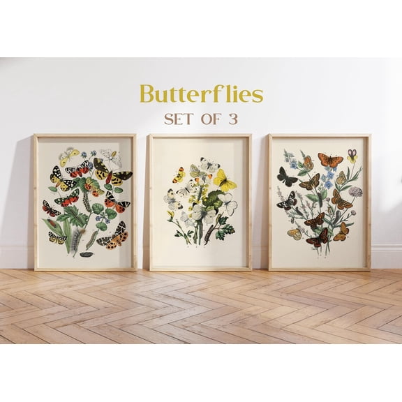 UNFFRAMED Butterfly Poster Set, Vintage Insect Illustration, Garden Wall Art Set 3 Prints 20x30