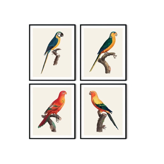 UNFFRAMED French Parrot Print Set, Vintage Tropical Bird Wall Art Set 4 Prints 16x24
