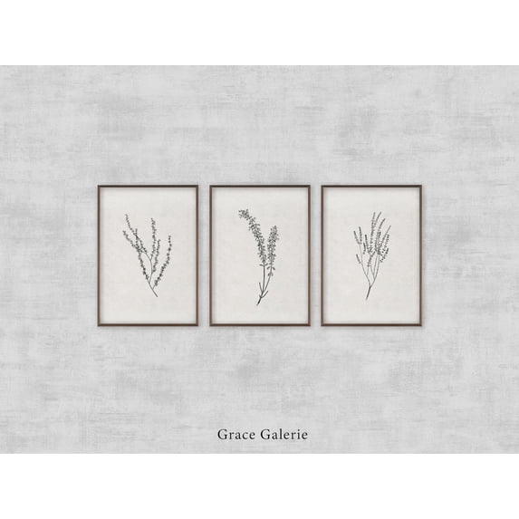 UNFFRAMED Gallery Set, Vintage Gallery Set, Vintage Botanical Sketch, Neutral Wall Art Branch, Farmhouse Decor, Set 3 Prints 20x30