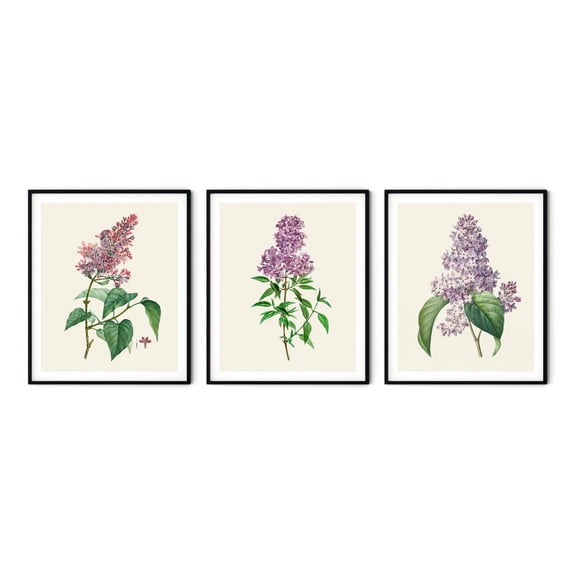 UNFFRAMED Lilac Botanical Prints, Purple Flower Wall Art Set 3 Prints 8x12