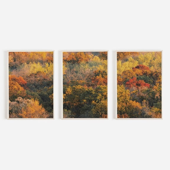 UNFFRAMED Luvia Autumn Foliage Photography Set of 3, Colorful Triptych Tree Top Prints for Rustic Fall Home Decor Set 3 Prints 20x30