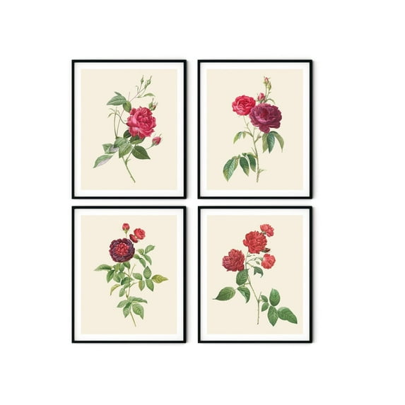 UNFFRAMED Redoute Red Roses Print Set, Vintage Botanical Art () Set 4 Prints 16x24