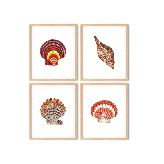 UNFFRAMED Seashell Prints, Nautical Coastal Wall Art Set 4 Prints 20x30