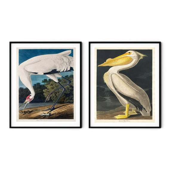 UNFFRAMED Vintage Audubon Bird Prints Set, Coastal Bird Wall Art Set 2 Prints 16x24