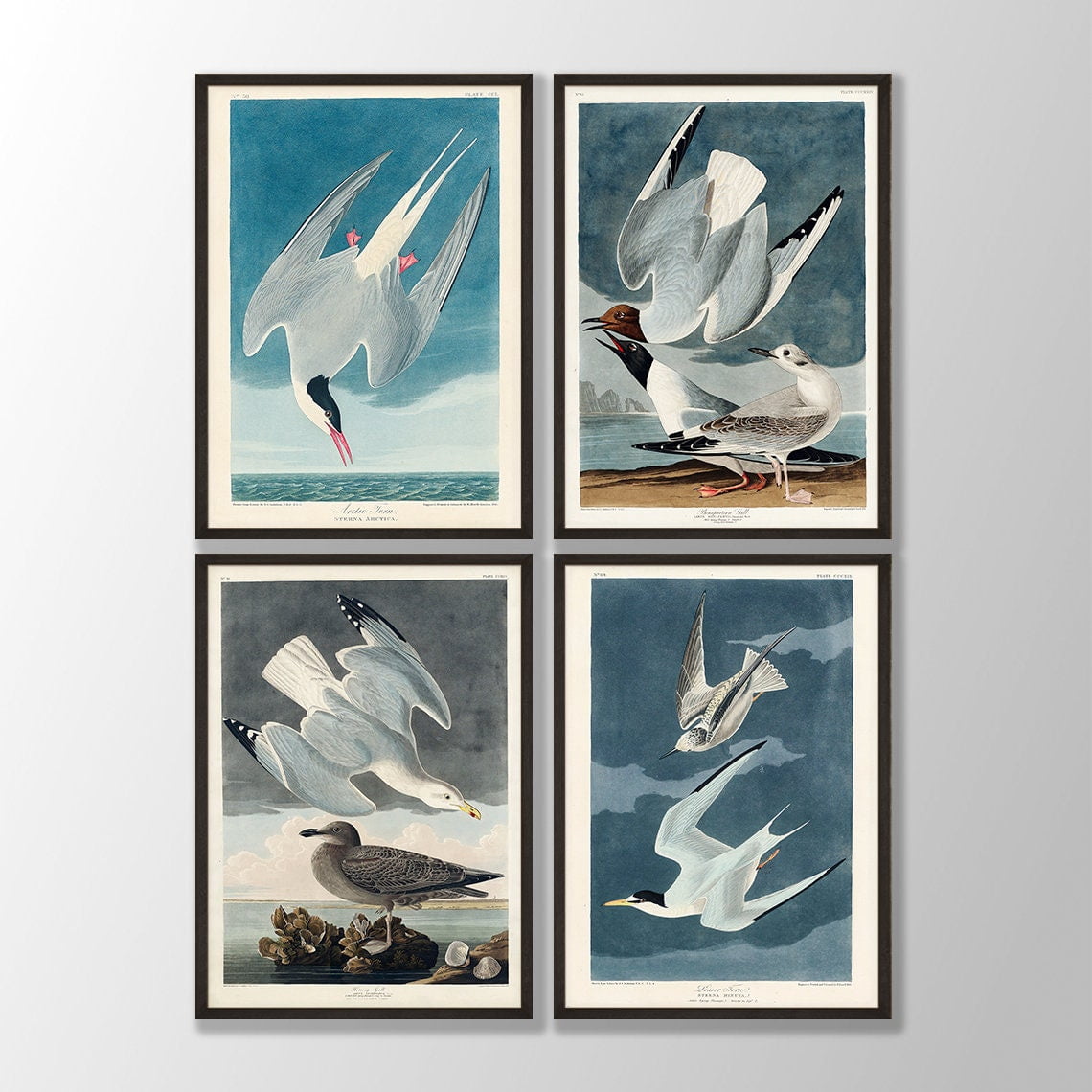 UNFFRAMED Vintage Audubon Bird Prints Set, Coastal Wall Art Set 4 ...