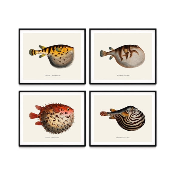 UNFFRAMED Vintage Balloon Fish Prints, Coastal Nautical Art Set 4 Prints 20x30
