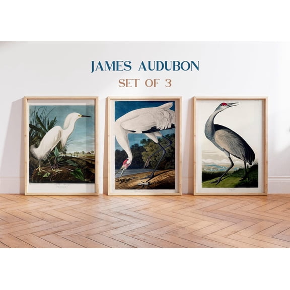 UNFFRAMED Vintage Birds Set Of 3 Posters, Crane Poster, Bird Posters, Snowy Heron Poster, Wall Art Decor, Bird Wall Art, Vintage Audubon, Coastal Decor Set 3 Prints 16x24