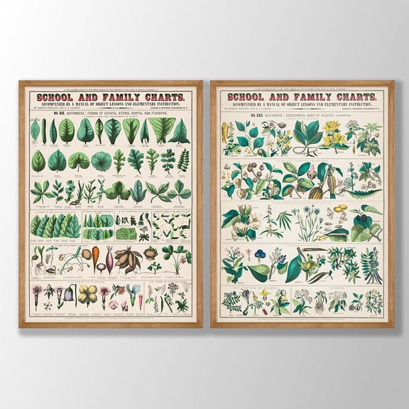 UNFFRAMED Vintage Botanical Chart Print Set, School & Family Education Art Set 2 Prints 8x12