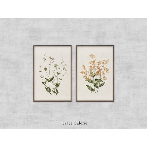 UNFFRAMED Vintage Botany Gallery Wall Art, Set, Rode En Witte Viscaria Of Pekanjer, Epidendrum Polyanthum, Set 2 Prints 12x18