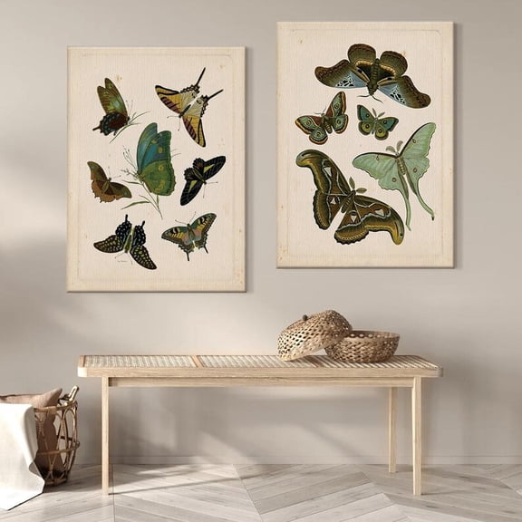UNFFRAMED Vintage Butterfly Art Set, Antique Insect Posters, Entomology Decor Set 2 Prints 20x30