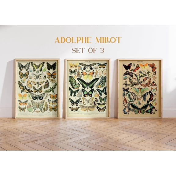 UNFFRAMED Vintage Butterfly Poster, Set Of 3, Millot Posters, French Insect Charts, Butterfly Illustration, Biology Poster, Home Decor, Botanical Posters Set 3 Prints 16x24