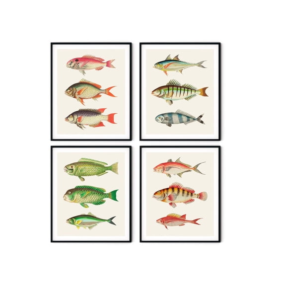 UNFFRAMED Vintage Fish Posterset Nautical Coastal Wall Art Set 4 Prints 20x30