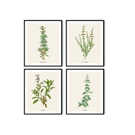 UNFFRAMED Vintage Herb Botanical Prints, Farmhouse Kitchen Wall Art Set 4 Prints 8x12