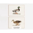 thumbnail image 1 of UNFFRAMED Vintage Mallard Duck Poster Set, Farmhouse Kitchen Wall Art Set 2 Prints 16x24, 1 of 3