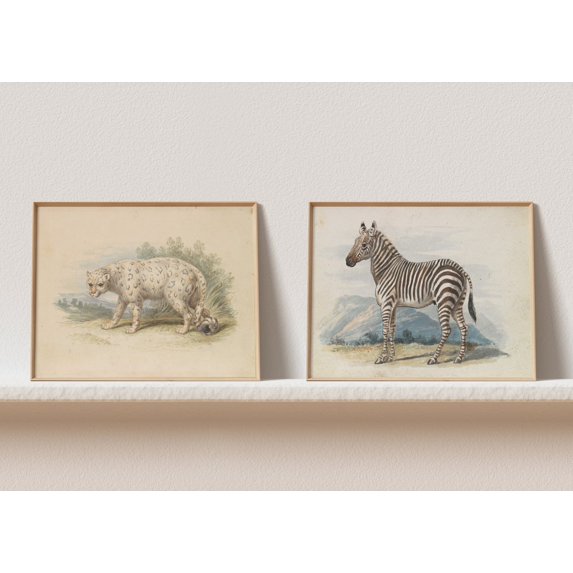 UNFFRAMED Vintage Nursery Set Posters, Snow Leopard Zebra, Baby Girl Room Wall Decor, Antique Cottagecore, Art, Downloa Set 2 Prints 8x12