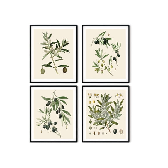 UNFFRAMED Vintage Olive Botanical Prints, French Kitchen Wall Art Set 4 Prints 20x30