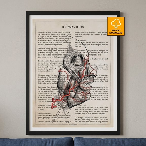 UNFRAMED StateSide Prints Facial Artery Anatomy Poster Head Vascular Diagram Wall Art Print